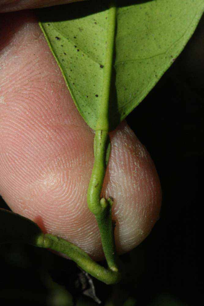              Petiole (Riverside, CA)       